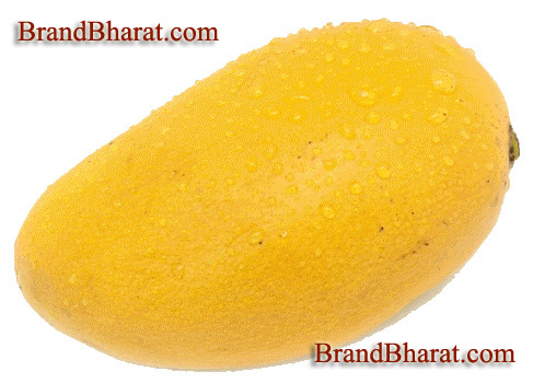Mango National Fruit of India 