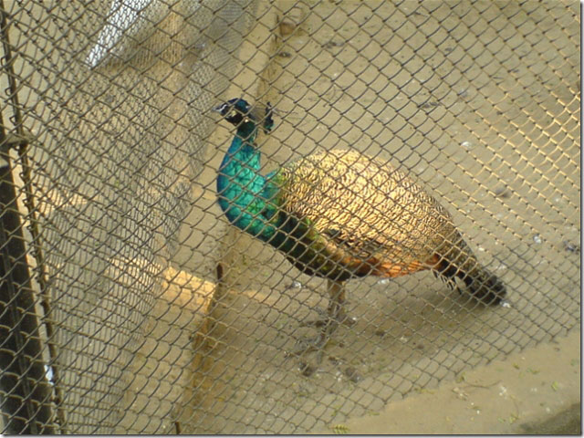 patna botanicalgarden peacock