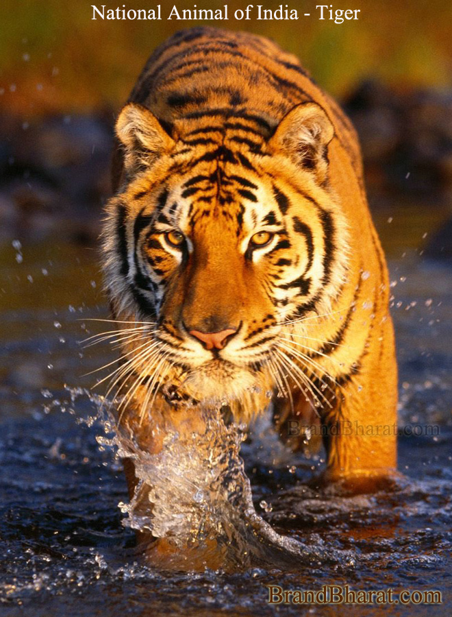 National-Animal-of-India-Tiger
