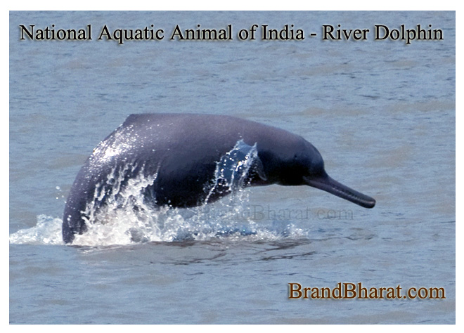 National Aquatic Animal of India - River Dolphin